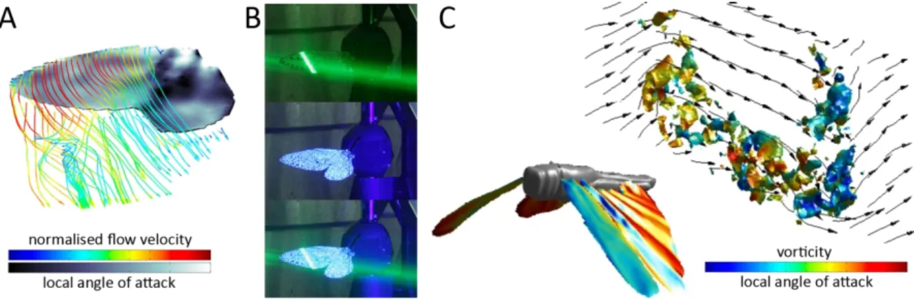 Figure 2. (A) Simultaneous three-dimensional surface and pseudo-volumetric flow measurements of a  cicada wing on a unique three-axis flapping device [43]