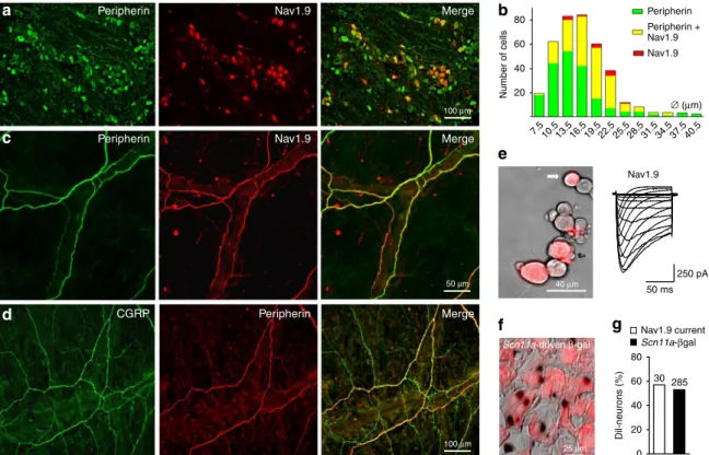 Fig. 1 Nav1.9 is expressed in meningeal nerve ﬁ bers and dural afferent neurons. a Cryosections of a mouse TG were double-labeled for peripherin and Nav1.9