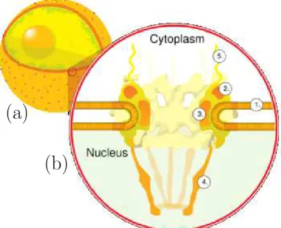 Figure 1.2: Sketchy structure of the Nuclear Pore Complex (a) The NPC are located on the nuclear envelope