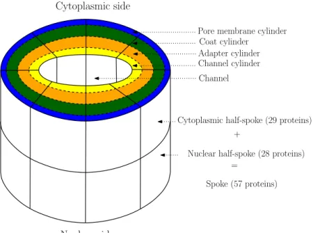 Figure 1.3: Schematic representation of the structure of the Nuclear Pore Complex. It is composed of 8 symmetrical spokes, each of them divided into two symmetrical half-spokes