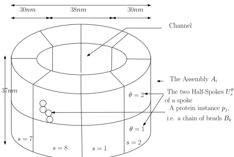 Figure 1.4: The hierarchical representation of the NPC: (i) the overall assembly A i (ii) the half-spoke unit U s θ (iii) the protein instance p j (iv) the bead B k .