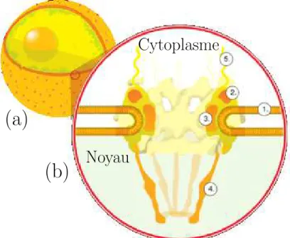 Figure 2.2: Structure grossière du Complexe du Pore Nucléaire (a) Les NPC sont localisés sur la membrane nucléaire