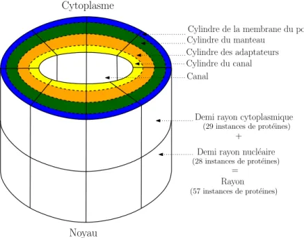 Figure 2.3: Représentation schématique de la structure du Complexe du Pore Nucléaire. Le NPC est composé de 8 rayons symétriques, chacun d’eux étant divisé en deux demi-rayons symétriques
