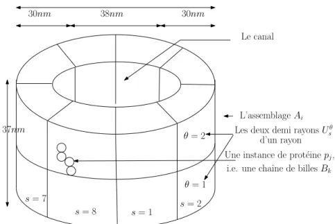 Figure 2.4: La représentation hiérarchique du Complexe du Pore Nucléaire: (i) l’assemblage A i dans son ensemble (ii) le demi rayon U s θ (iii) l’instance de protéine p j (iv) la bille B k .