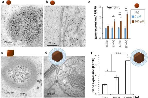 Figure  4:  Storage  of  iron  in  ferritin  proteins,  upon  ionic  release  following  nanoparticles  degradation