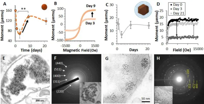 Figure  5:  Biomineralization  of  magnetic  nanoparticles  anew  by  human  cells  following  degradation of synthetic (8-nm made by co-precipitation) or biogenic (magnetosomes made  by  bacteria)  nanoparticles