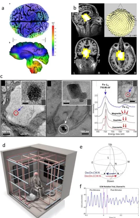 Figure 6: Magnetic nanocrystals in the human brain. (a) Higher magnetization intensities  are  detected  post-mortem  in  the  brain  stem  and  cerebellum  than  the  cerebral  cortex