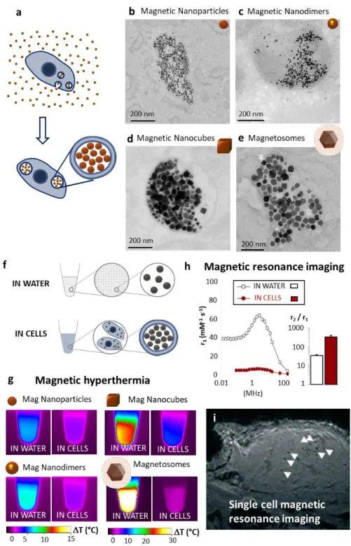 Figure  1:  Endosomal  internalization  of  magnetic  nanoparticles  and  effect  of  intracellular  confinement  on  hyperthermia  and  imaging  applicability