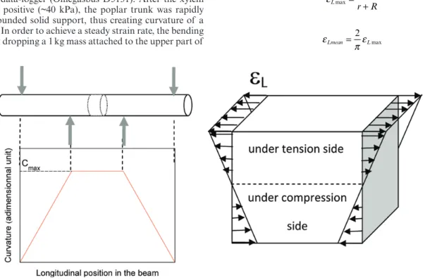 Fig. 3.  Experimental set-up for in planta bending and pressure measurements. The poplar tree (scion in dormancy) is continuously perfused with a  nutrient solution containing nitrate applied with a small pump