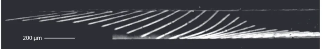 Figure 12. Chronophotography of an elastic fiber bending during the drift flow.