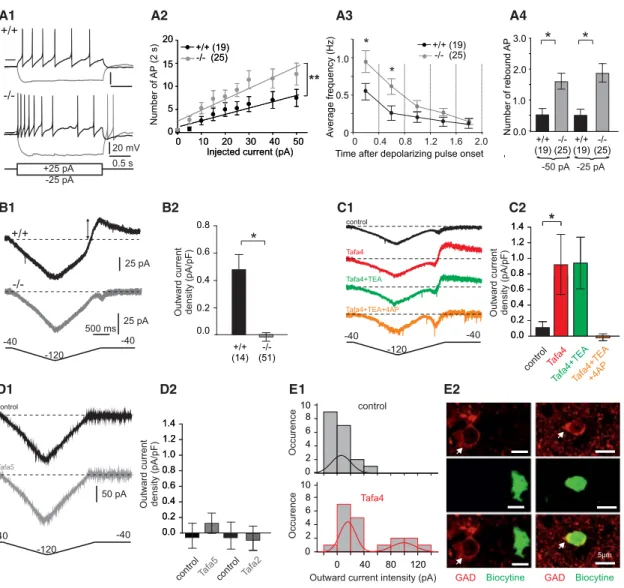 Figure 4. Lamina IIi Neuron Excitability in TAFA4-Null Mice