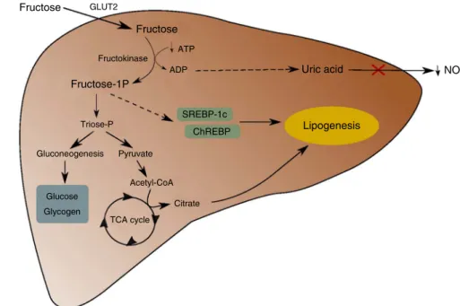 Fig. 1. Fructose liver metabolism. SREPB-1c, sterol regulatory element-binding protein; ChREBP, carbohydrate responsive element-binding protein.