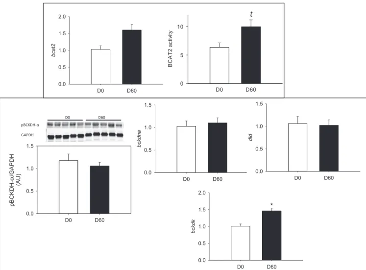 Fig. 4. BCAT2 activity and mRNA levels (bcat2), BCKDH complex phosphorylation status (Ser 293 ) and mRNA levels (bckdha, dld) and branched chain keto acid dehy- dehy-drogenase kinase (bckdk) in skeletal muscle of Yucatan minipigs fed an HFHS diet over 2 mo