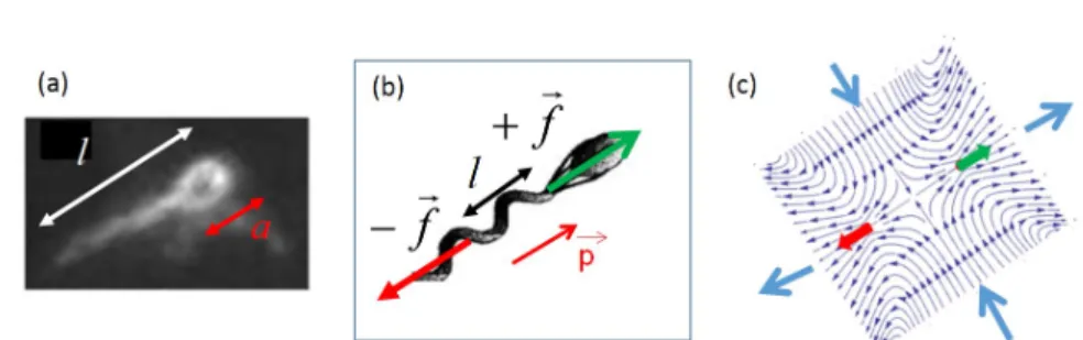 Fig. 1. Swimming E.coli bacterium (a) image of the swimming E.coli (ATCC9637) by fluorescent labelling of the body and the flagella