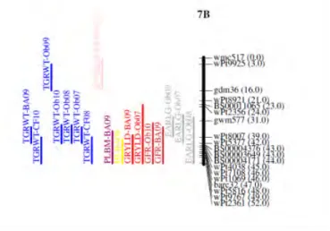 Figure  2.  QTL  identified  on  chromosome  7B  in  the  Weebill  x  Bacanora  doubled  haploid  population