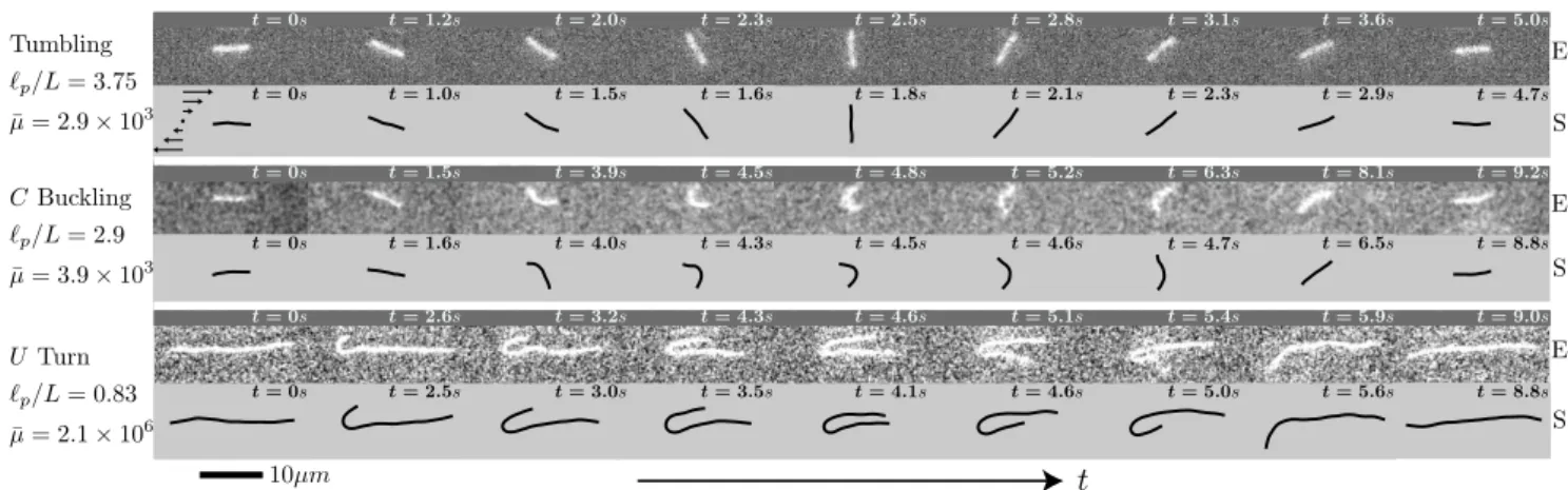 FIG. 1. Temporal evolution of the filament shape in planar shear over one period of motion, showing three representative cases corresponding to increasing elasto-viscous numbers