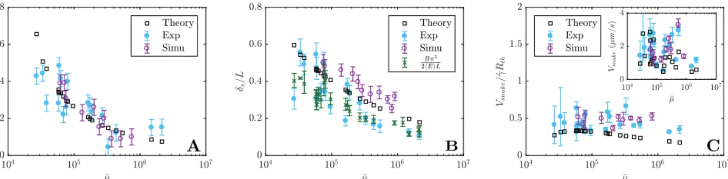 FIG. 6. (A) Dependence on ¯ µ of the tilt angle φ formed by J shapes with respect to the flow direction in experiments, simulations and in our theoretical model