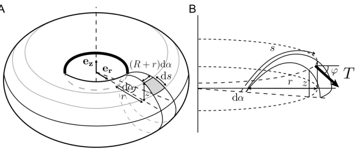 Fig. S1. (A)-(B) Schetch of the inflated toroidal shape with the definition of parameter s , r , z , ϕ and the tension T 