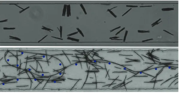 Figure 10. The top picture shows fibers formed by several chains of colloids bridged together.