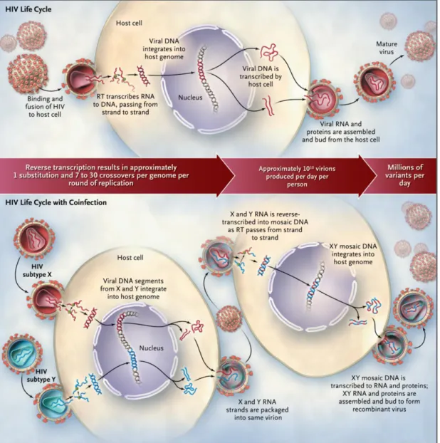 Figure  6:  Evolution  of  diversity  in  HIV-1  during  the  viral  life  cycle  and  creation  of  unique  recombinant  forms  in the context of  coinfection with  two  subtypes (Taylor et  al., 2008)