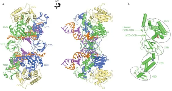 Figure 9:      Overall structure of the foamy virus intasome with full-length integrase