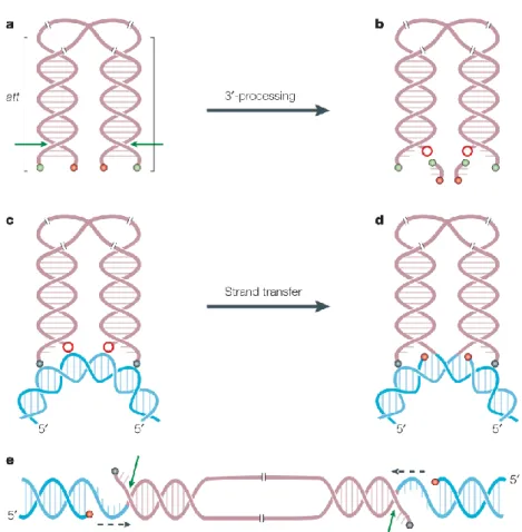Figure 11: 3’- processing and strand transfer occur at viral DNA recombination (att)  sites