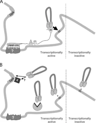 Figure 13: Schematic models for LEDGF/p75 function in HIV integration.   