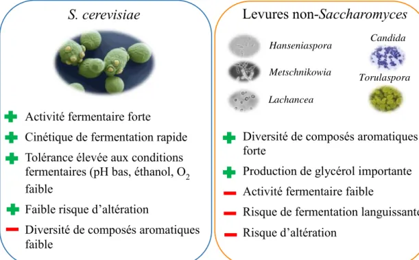 Figure 2 : Principales caractéristiques de S. cerevisiae et des levures non-Saccharomyces
