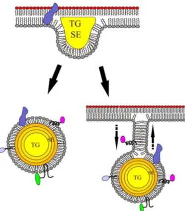 Figure 6 : Schéma métabolique général de la formation des particules lipidiques chez S