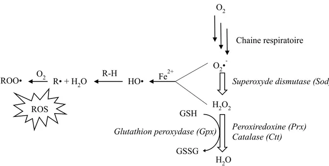 Figure 7 : Schéma métabolique général de la production de ROS chez la levure S. cerevisiae