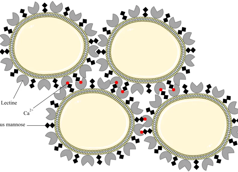 Figure 8 : Mécanisme de floculation entre les cellules de S. cerevisiae.  