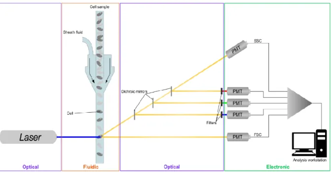 Fig. 1. Flow cytometer composed of fluidic, optical and, electronic systems. 