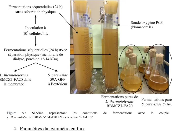 Figure  9 :  Schéma  représentant  les  conditions  de  fermentations  avec  le  couple   L