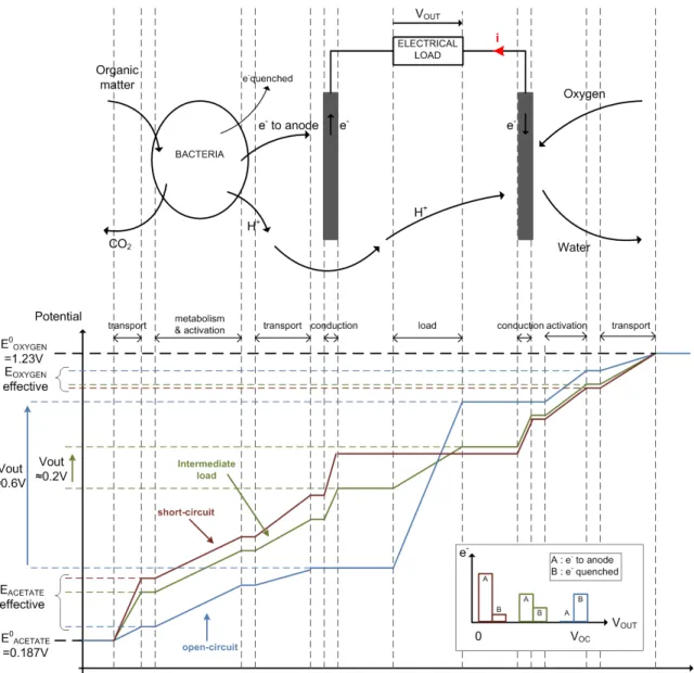 Figure 2.2: Qualitative graph of the voltage drops in the different part of the MFC when the electrical load is varied (effect of pH not taken into account).