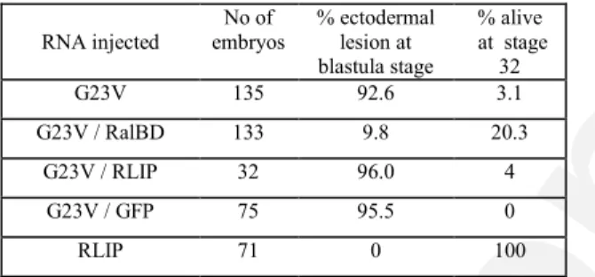 Table I - Arrest of development caused by  constitutively activated RalB (XralB G23V) and  rescued by the RalBD mRNA