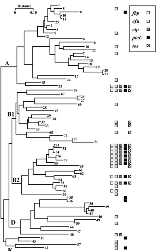 FIG. 3. Distribution of PAI II CFT073 virulence associated loci among the ECOR collection