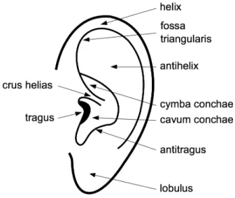 Figure 6 : Labelled diagram of the human ear. Image taken from Guillon ( 2009 ).