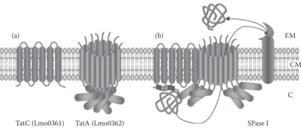 FIgure 12.4  Tat translocon in L. monocytogenes. 37  During Tat secretion, the general model proposes a  cyclical assembly of components