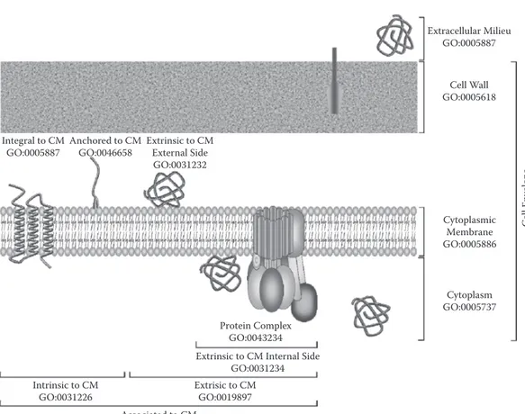 FIgure 12.8  Description of protein localization following GO in Gram-positive bacteria