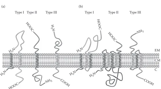 FIgure 12.9  Classification and topology of IMP in cytoplasmic membrane. 179  (A) Three types of single­