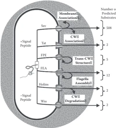 FIgure 12.2  Schematic overview of protein secretion pathways in L. monocytogenes EGD-e.37 Proteins  to be translocated can exhibit (+) or not (–) an N-terminal signal peptide (with the exception of Sec pathway,  which can translocate proteins with or with