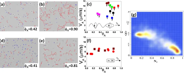 FIG. 1: Identification of the swimmer populations by tracking “active” swimmers (red tracks) and “diffusive” swimmers (blue tracks), ϕ A is the corresponding fraction of active swimmers