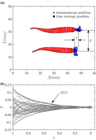 FIG. 1. (a): Example of top visualisation of two swimming fish. The school pattern is defined by the two characteristic length scales d and l, representing the distance to the nearest neighbour(s) and the shift between leading and following individuals, re