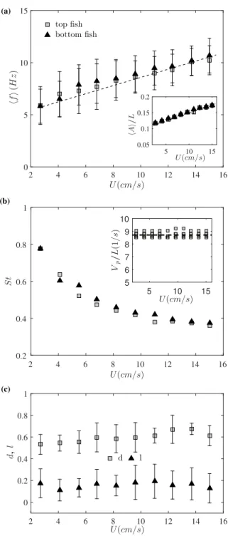 FIG. 2. (a) Averaged beating frequency, f , and amplitude,A, (inset) for both top and bottom fish as a function of the swimming velocity averaged over the seven pairs studied
