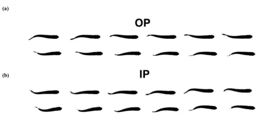 FIG. 3. Top: The two different state of synchronisation observed for a pair of swimming H