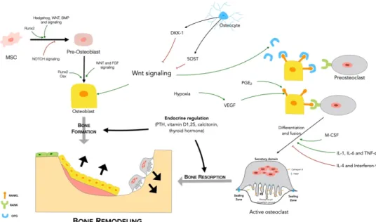 Figure 1. Bone remodeling regulation can be paracrine or endocrine. Several factors participate in  paracrine regulation including cytokines (IL-1, IL-6, TNF-alpha, IL-4 and interferon-gamma),  PGE2, VEGF, and hypoxia, as well as bone cells