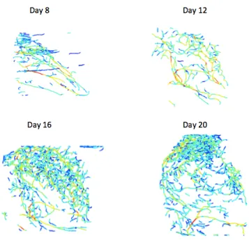 Fig. 3 Segmentation of the tumor data for each day of observation. The color map corresponds to diameters, with large and small vessels respectively in red and blue.