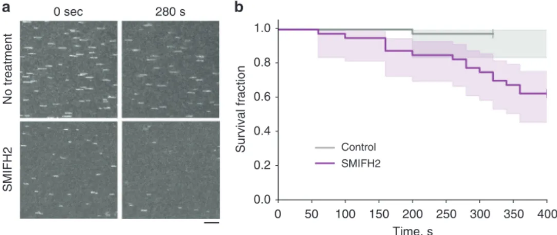 Fig. 7 SMIFH2 enhances the detachment of actin ﬁ laments from mDia1 formin in vitro. a The constitutively active mDia1 formin construct (FH1FH2DAD) was anchored to the glass surface of a micro ﬂ uidic chamber by one of their FH2 domains using an anti-His a
