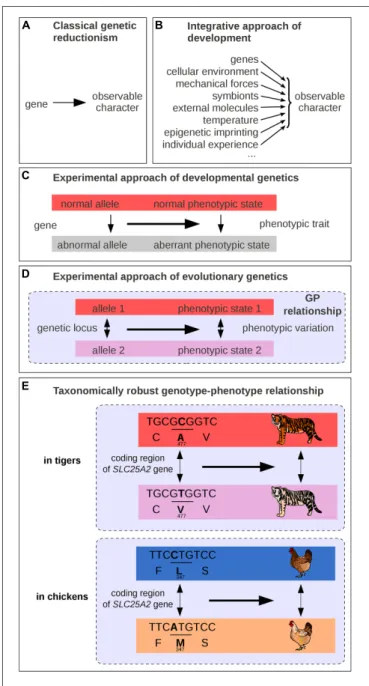 FIGURE 1 | Schematic representations of GP links. (A) Traditional representation in classical genetic reductionism