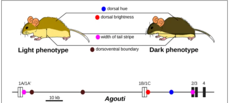 FIGURE 3 | Evolution of light-colored beach mice is caused by several mutations with distinct pigmentation effects in the Agouti locus